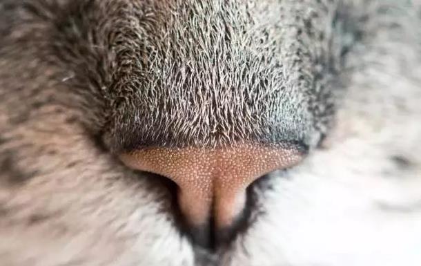 猫鼻支是什么病，应该如何治疗