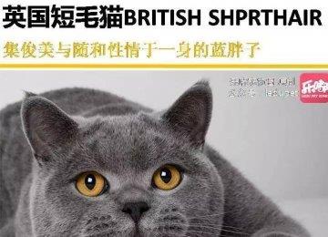 你知道的“蓝猫”有哪几种？