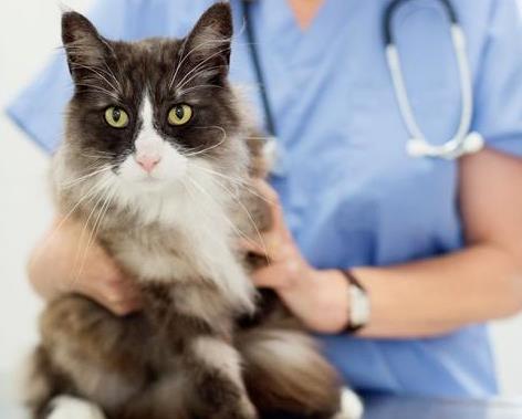 猫咪发烧有哪些症状，应该怎么办？