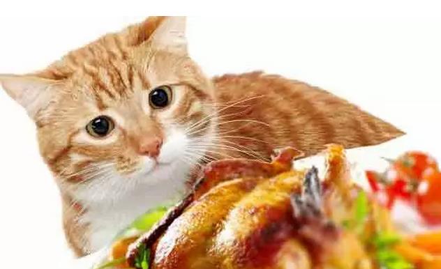 蛋白质是猫咪健康的重要元素