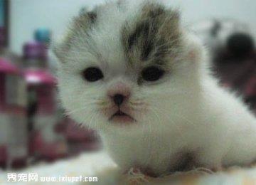 曼切堪猫好养吗?曼切堪猫图片|价格|介绍