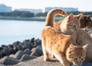 让猫咪自由的放养 宠主注意问题