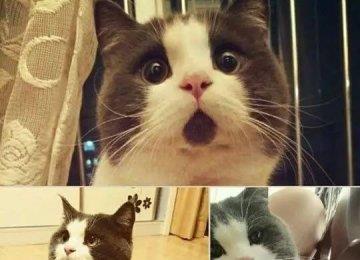猫的血型有哪些？