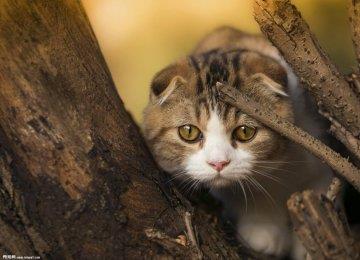 苏格兰折耳猫的寿命