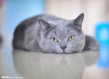 【瑞宠病例】一例关于猫泌尿道感染综合症的治疗