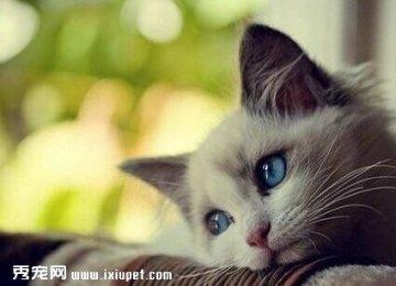 猫咪受伤处理 急救护理须知