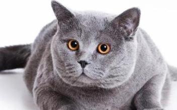 猫咪掉毛原因及9项护理方法