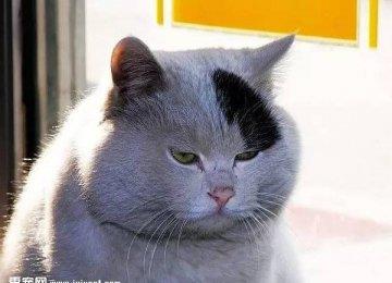 肥胖猫咪减肥，瘦身保健康！