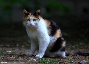 野猫流浪猫区别 认养时注意？