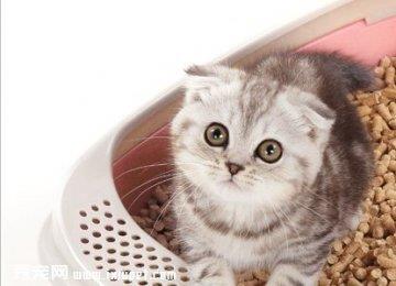 挑选猫砂种类及使用优缺点