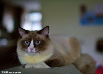 布偶猫个性特征及体型颜色