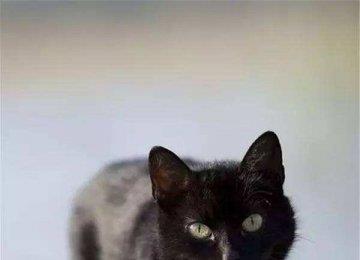 猫咪吃鱼学问大 喂养要注意！