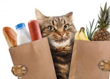 猫咪饮食禁忌 食物挑选小窍门