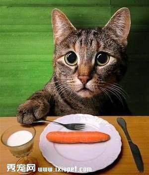 猫咪挑食厌食 纠正进餐习惯