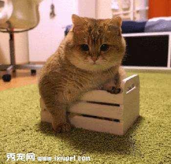 猫砂除臭比较 达人教你挑选！