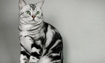 【美短绝育的好处】怎么帮美国短毛猫公猫绝育？