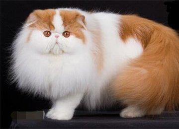 【猫猫皮肤病】长毛波斯猫皮肤病有哪些？如何治疗？