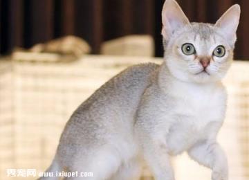 新加坡猫历史起源及外观特性