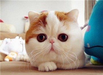 折耳猫的耳朵怎么护理？护理折耳猫耳朵有妙招
