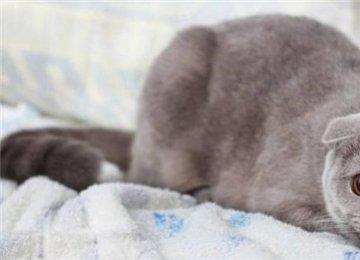 折耳猫拉稀怎么办？导致折耳猫拉稀的原因都有哪些？