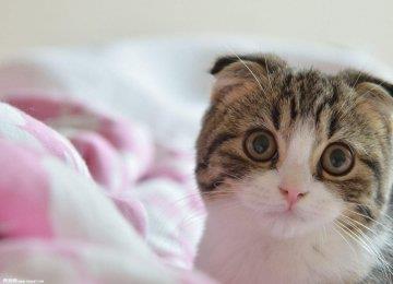 苏格兰折耳猫起源