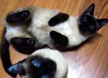 暹罗猫常见病有哪些？常见病的治疗方法是什么？