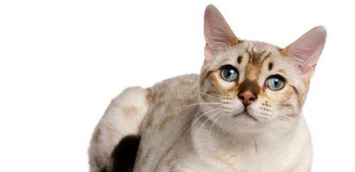 猫咪戒烟广告与宠物疗法
