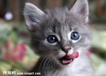 缅因猫能长多大，好养吗？缅因猫粘人吗，多少钱一只？