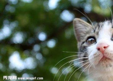 狸花猫多少钱,好养吗？狸花猫的寿命有多长？