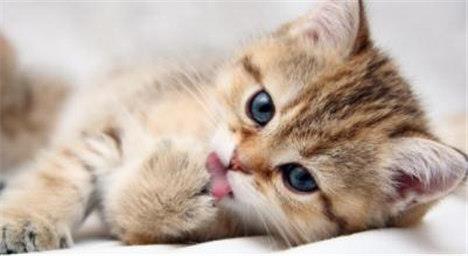 猫咪有皮肤病怎么办？常见的猫咪皮肤病有哪些？