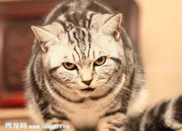 银虎斑猫的外形特征，银虎斑猫好养吗|多少钱