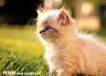 蒂凡尼猫饲养方法和护理_蒂凡尼猫的脱毛处理
