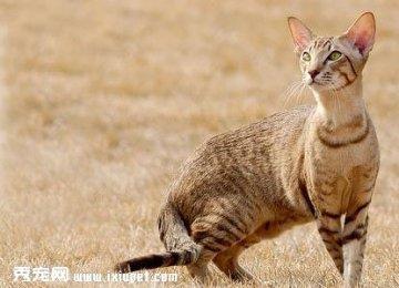 【埃及猫】埃及猫多少钱|好养吗?埃及猫图片_价格