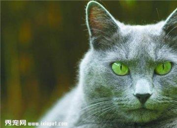 【哈瓦那棕猫】哈瓦那棕猫市场价格_性格好不好？