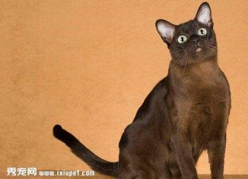 东奇尼猫好养吗?东奇尼猫图片|价格