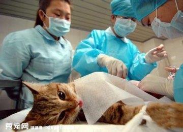 究竟为什么要给猫咪绝育及绝育的顾虑问答