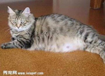 猫奴注意，喵星人临产前六个特征征！