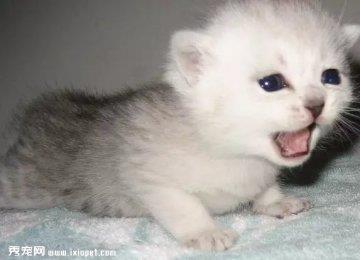 为何有些母猫会吃自己刚生的小猫呢？