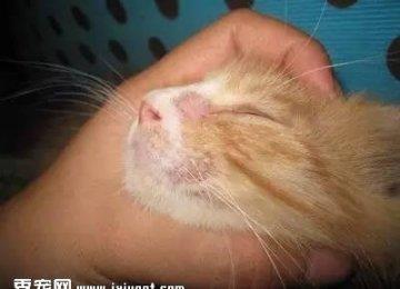 详解治疗猫廯的六大步骤