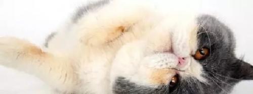 【猫猫假孕】怎么判断猫咪是假孕？