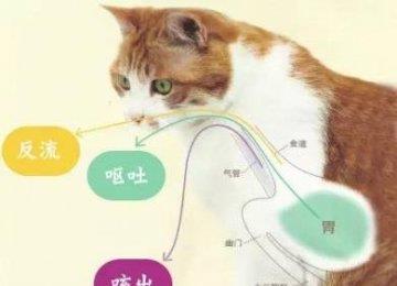 猫咪常见呕吐问题全攻略
