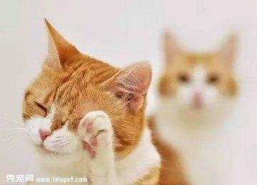 猫咪是洗脸不仅仅是爱美哦！