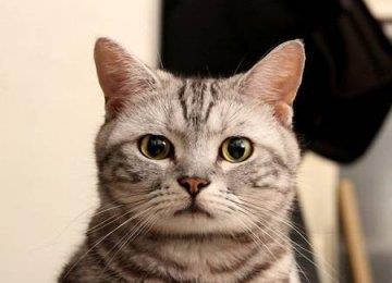 导致猫咪呕吐的常见原因