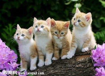 多久给猫咪洗一次澡才合适呢?