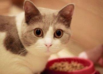 怎样可以让猫咪多喝水呢?