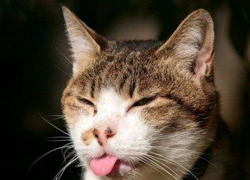 猫猫有艾滋病的症状和治疗方法