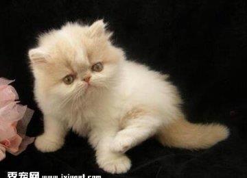波斯猫喜欢吃老鼠吗？吃老鼠的危害有多大？