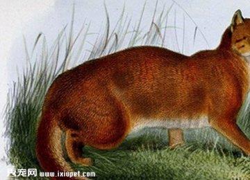 婆罗洲金猫好养吗?婆罗洲金猫特征_饮食习惯_习性【图】