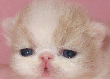 波斯猫喂养方法及波斯猫饮食注意事项