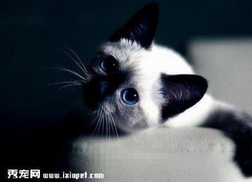 暹罗猫难产怎么办？难产的征兆有哪些？